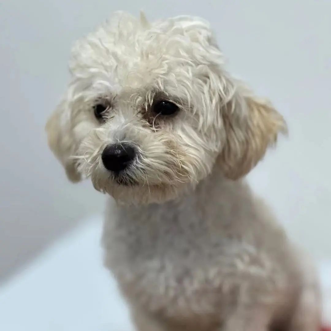 「宠物领养FreeAdopt」萌宠新生大聚会~哪位宝贝是你的最爱？