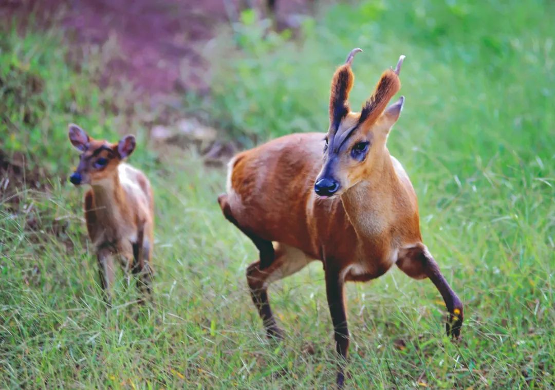 昆明七彩云南怎么样,七彩云南避暑家园