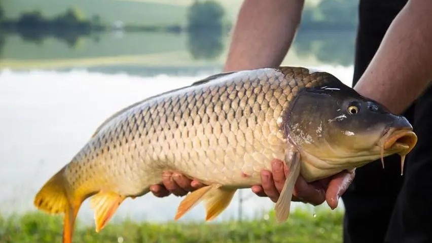 为什么皮鞋不臭脚,为什么皮鞋内里采用猪皮的多