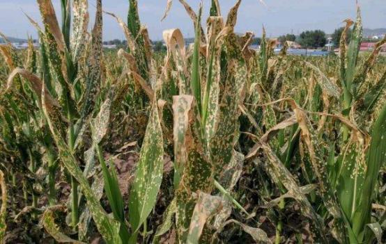 玉米除草剂药害玉米减产吗,玉米药害补救最快的方法