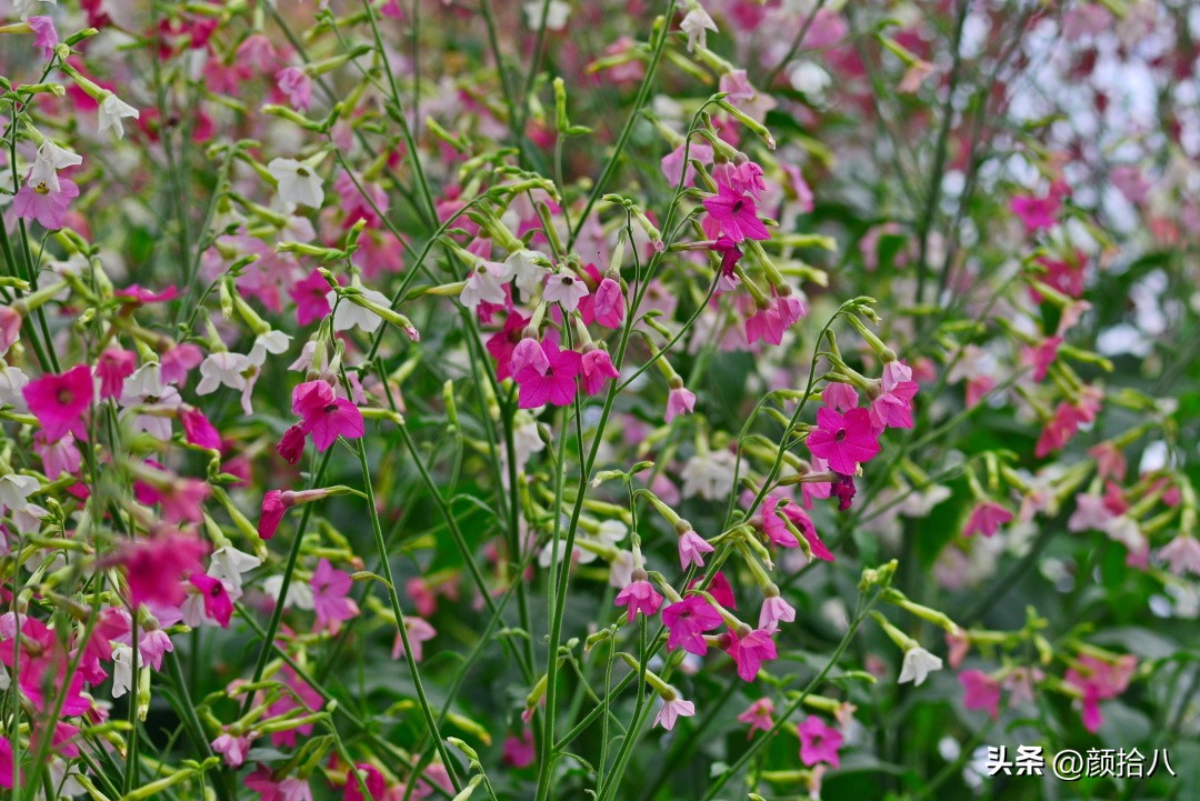 冬天开花的室外花卉盆栽,温室盆栽观花花卉植物