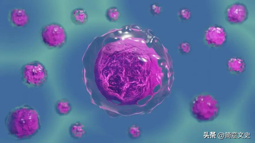 转基因克隆动物作为异种移植,转基因克隆器官的步骤