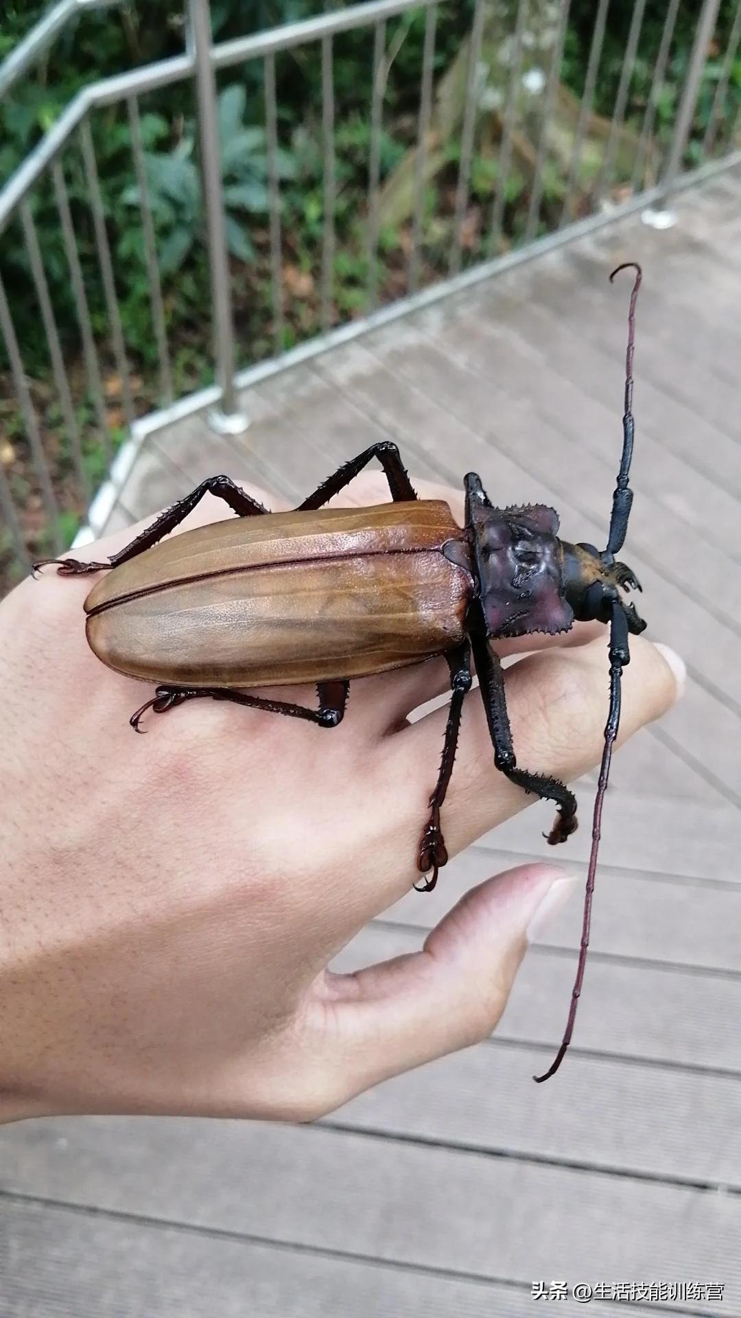 动物界中最强大的动物,动物界中最强动物