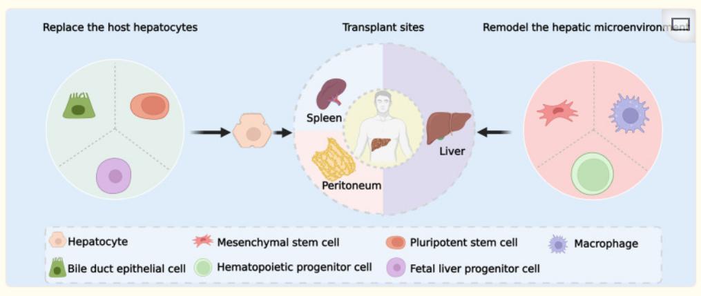 干细胞治疗肝病案例,花开会有时啥意思