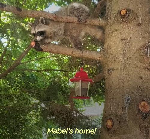 鍔犳嬁澶у皬娴g唺骞煎唇,鍔犳嬁澶у杺鍏诲皬娴g唺