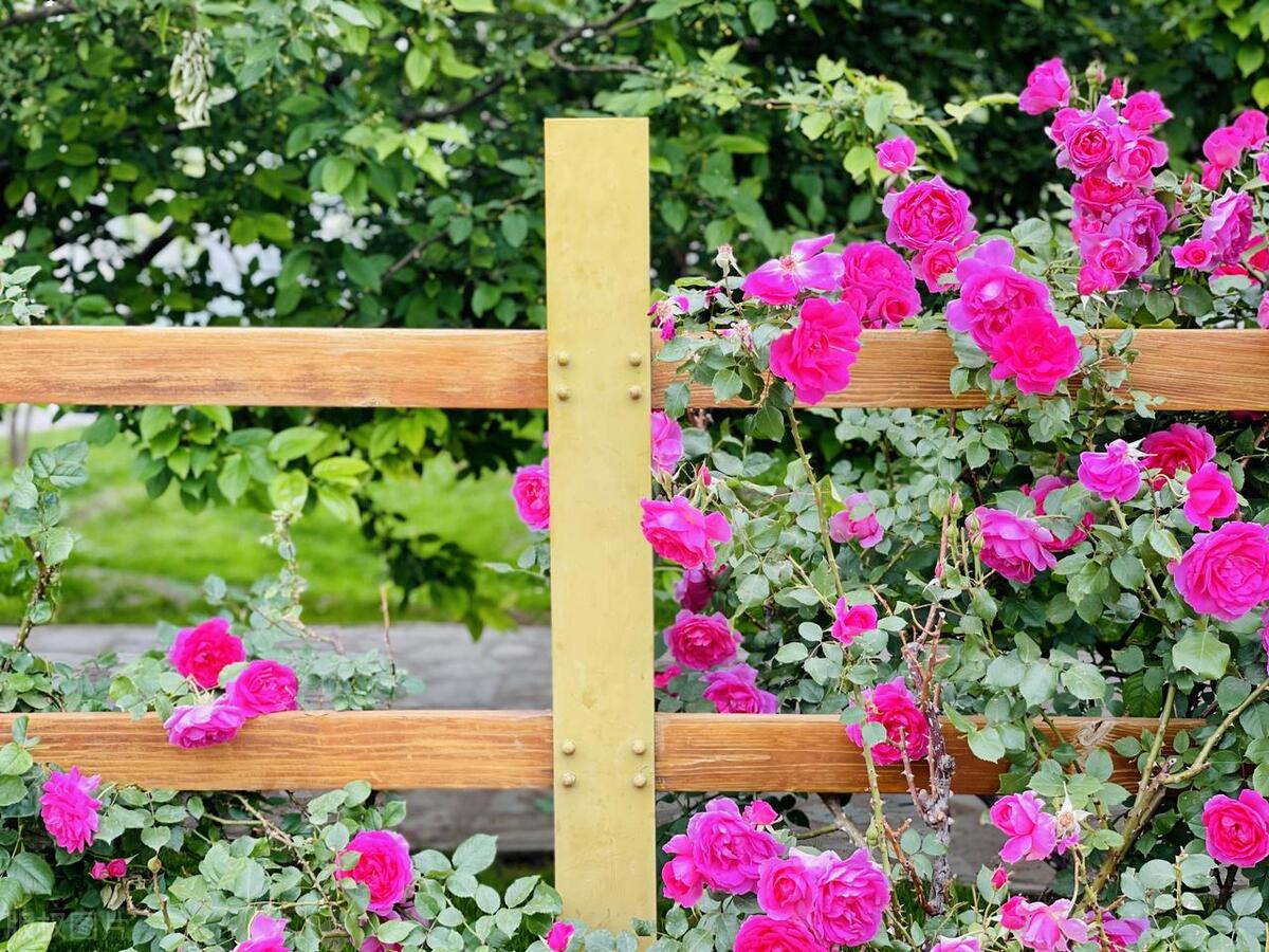 人间最美五月天春季赏樱正当时,5月北京三大赏花公园