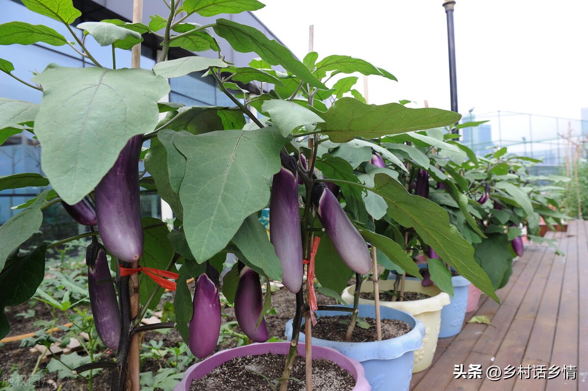 蔬菜摘叶技巧,夏天蔬菜什么时间整枝打叉