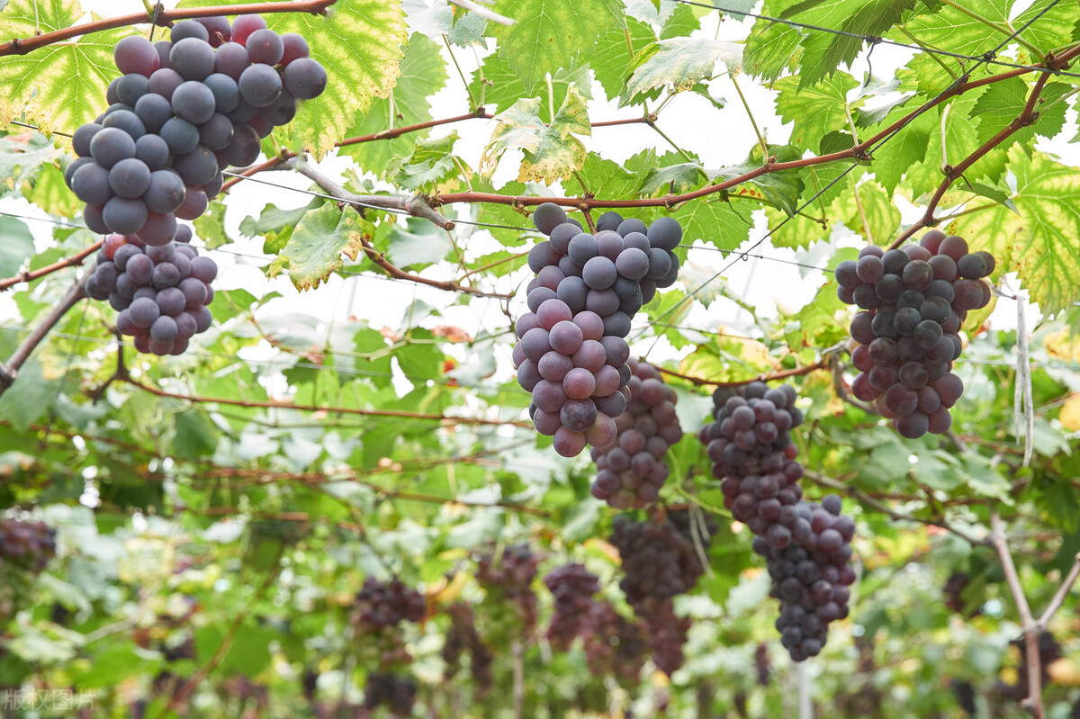 农村种植致富的20个项目排行榜,农业种植什么项目前景好挣钱多呢