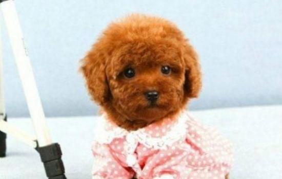 泰迪的正常训练100个技巧,泰迪应该训练什么比较好