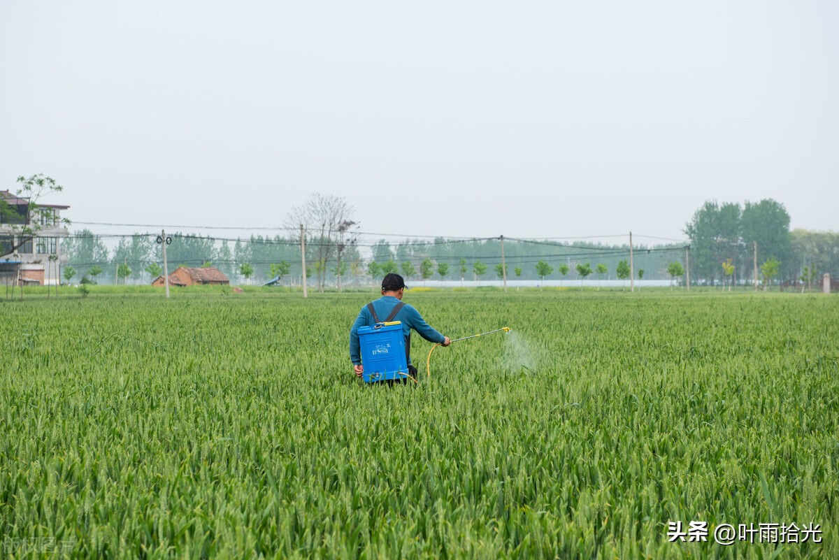 噻呋酰胺主要治作物啥病,噻呋酰胺能治哪些病害