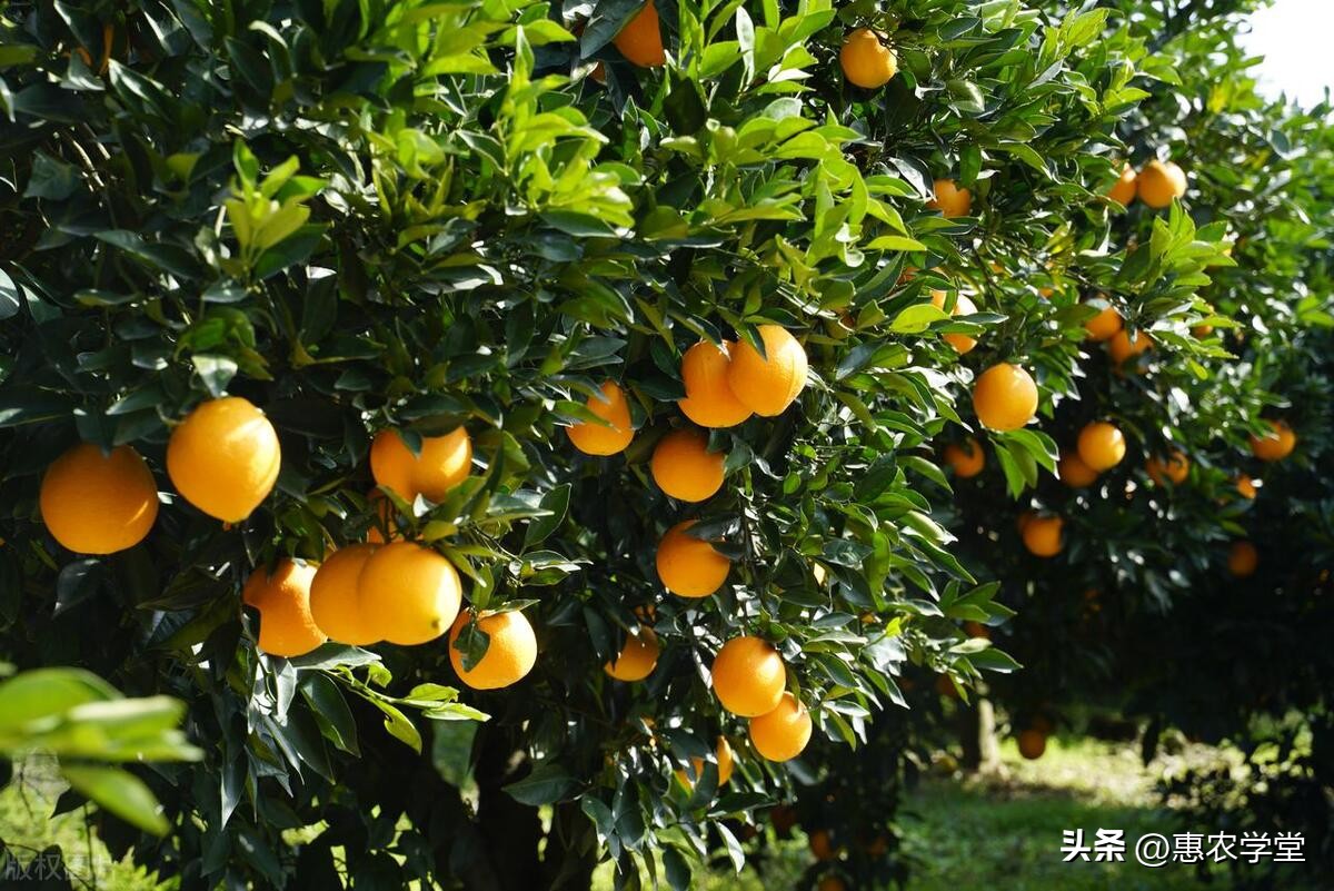 产地橙子价格,今天广西橙子批发价格