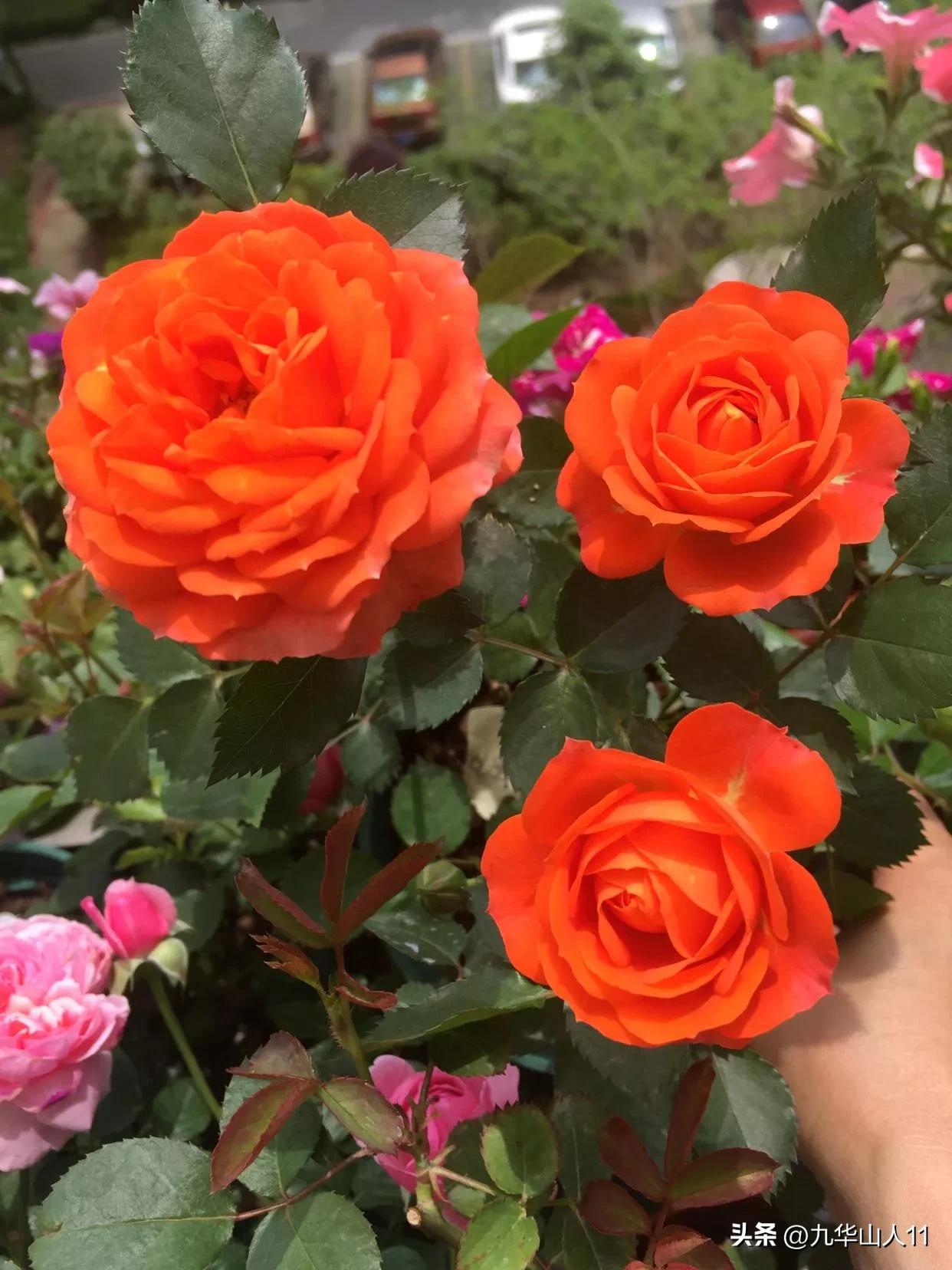 微型月季品种价格是多少 (微型月季品种有哪些)