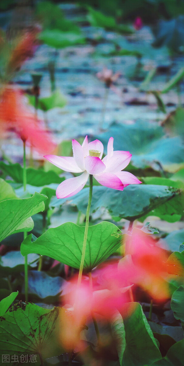 荷花图片禅意荷花,最美意境荷花图片大全