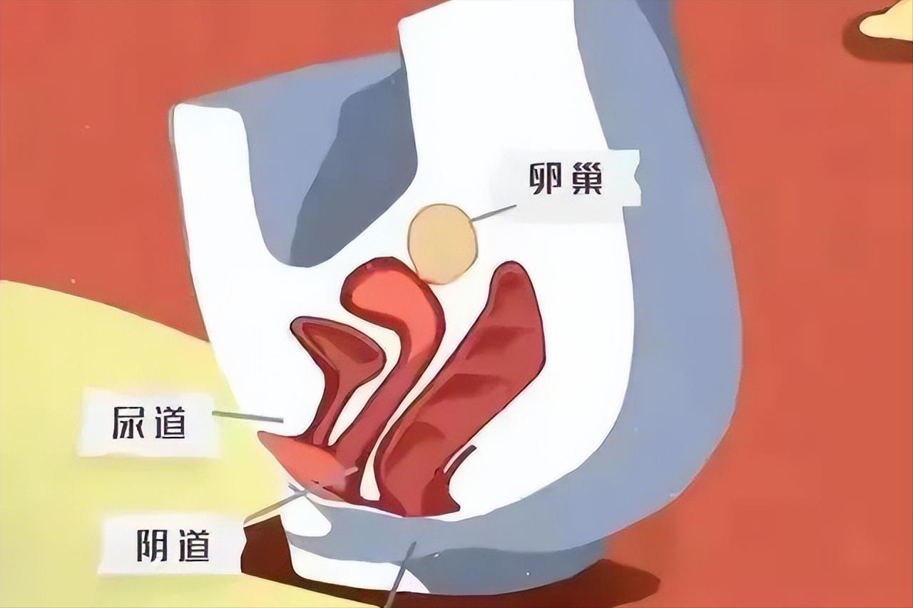 感觉妇科湿湿的是怎么回事,年轻女人妇科干涩要怎么内调