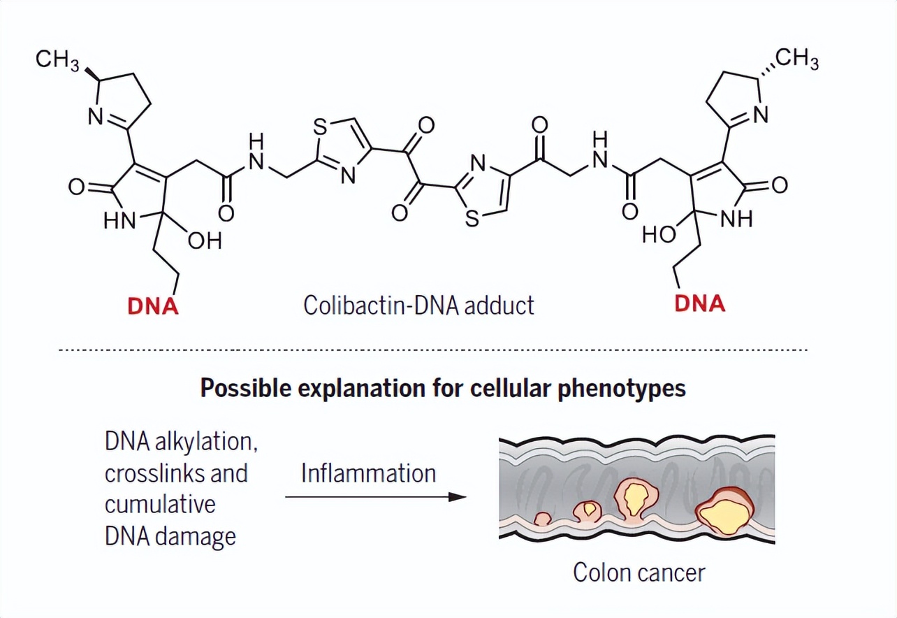 研究菌群,研究肠道微生物的生态学意义