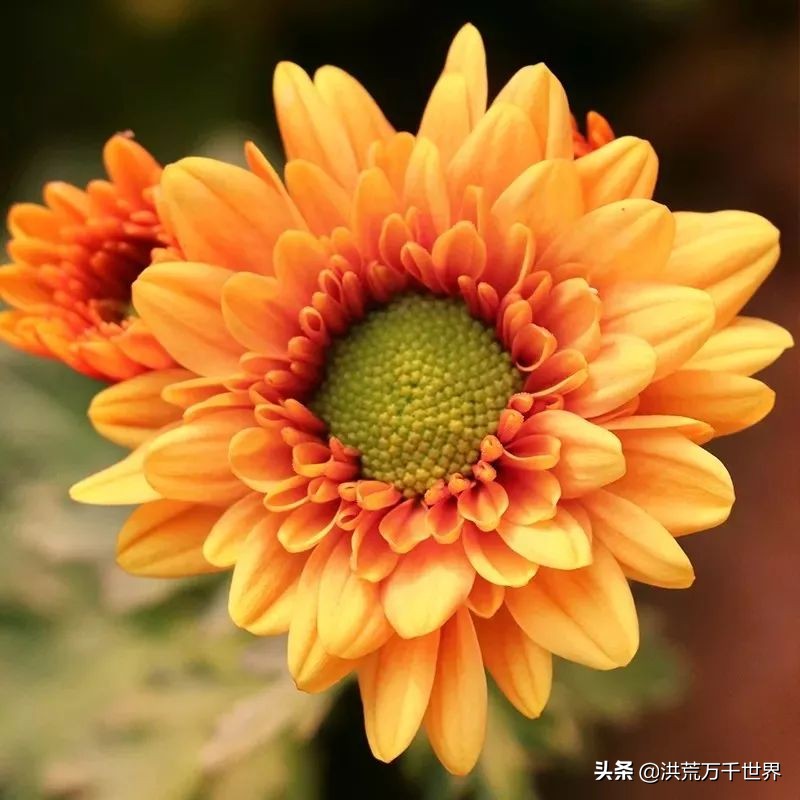 中国十大稀有珍贵菊花品种图片,一年四季开花的菊花有哪些品种