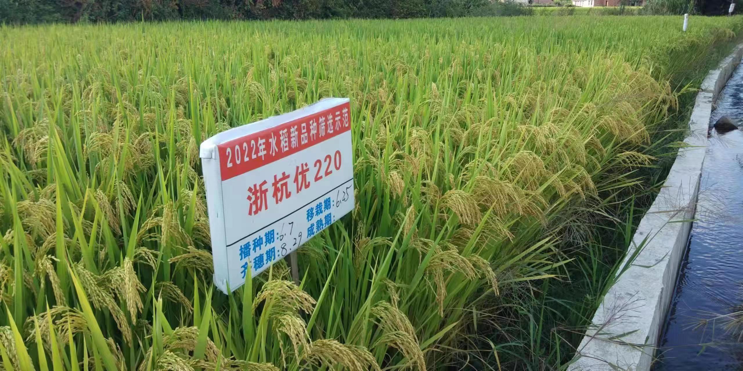 金色农华籼梗交新标杆、新升级——浙杭优220