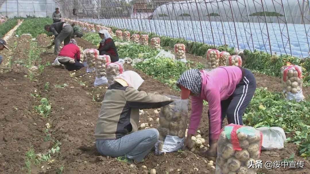 农业农村局疫情防控调研,田间防疫春耕两不误