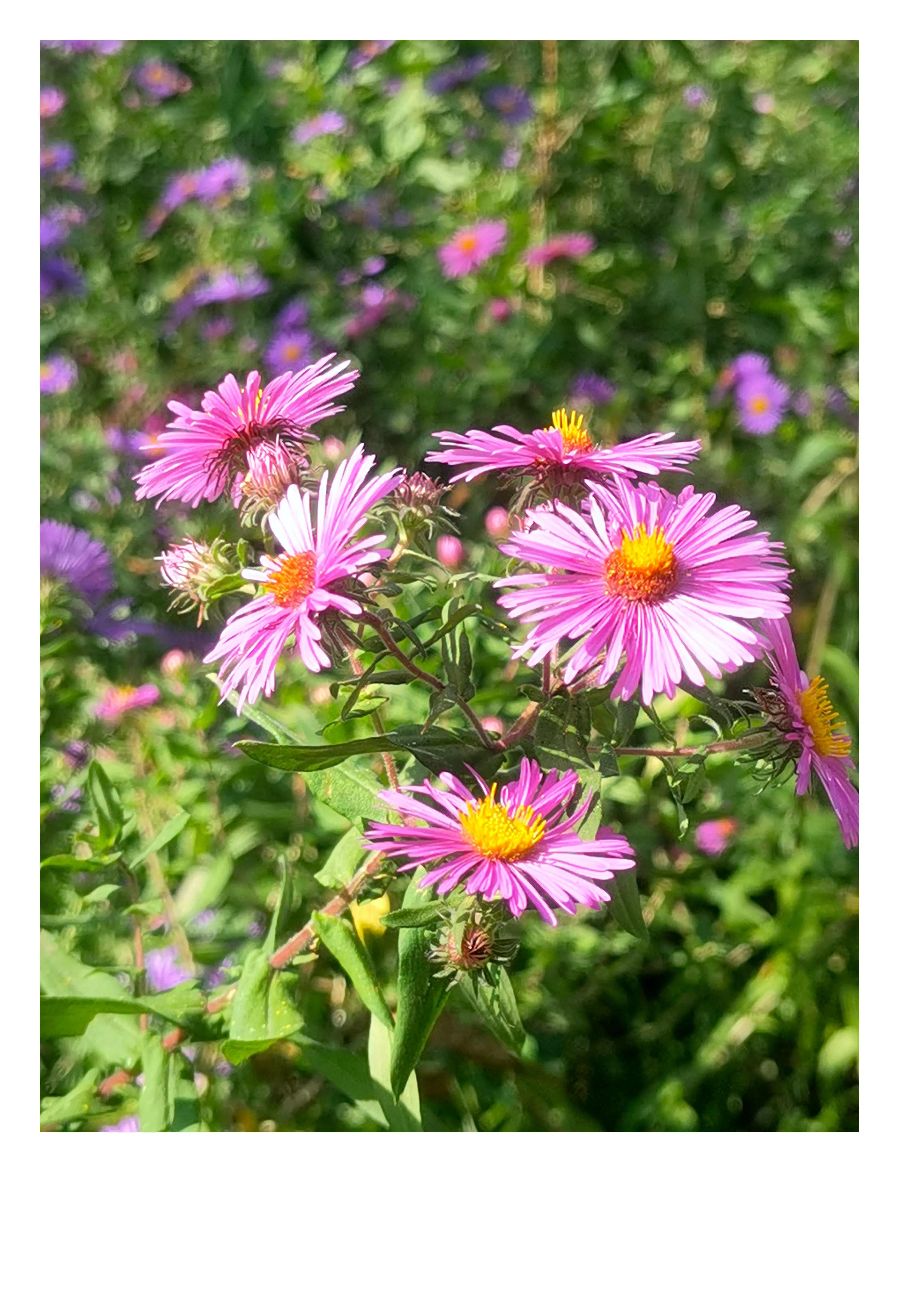 奥森公园里秋意图片,奥森公园的秋花也很漂亮