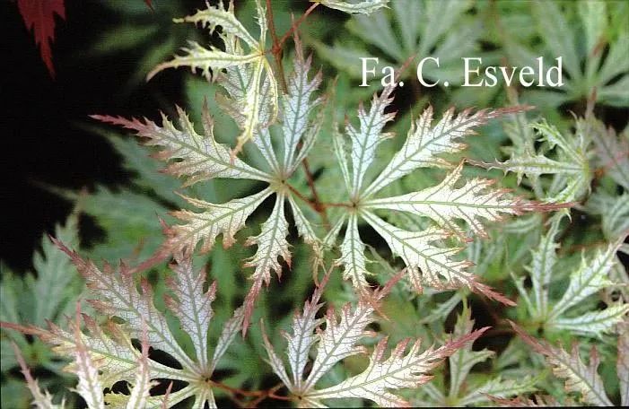 「秋天必看」枫树图鉴22年版——鸡爪枫及日本枫篇