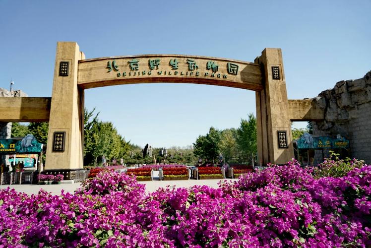 大兴野生动物园之旅,北京野生动物园和猛兽亲密接触