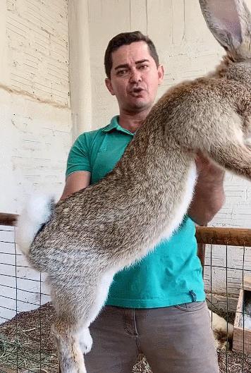 你知道世界上最大的兔子有多大吗,世界上最大的兔子吉尼斯纪录