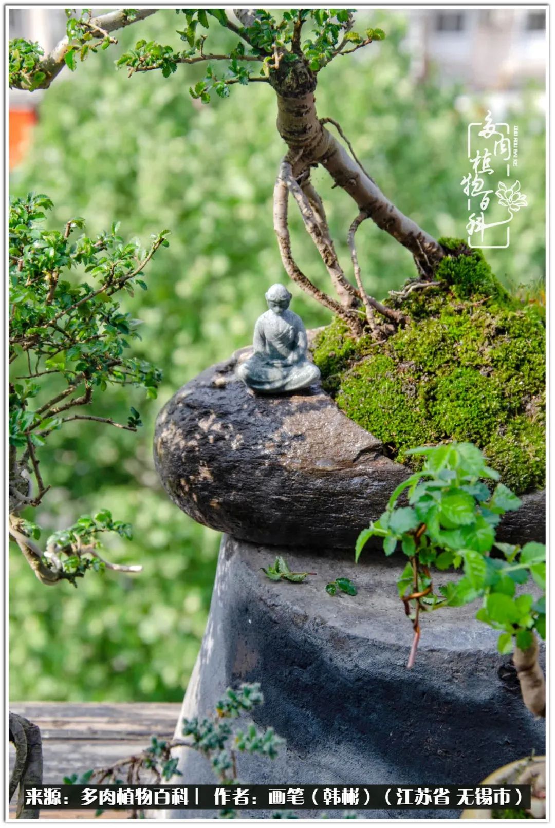 盆景多肉常遇到的问题,多肉盆景无穷小