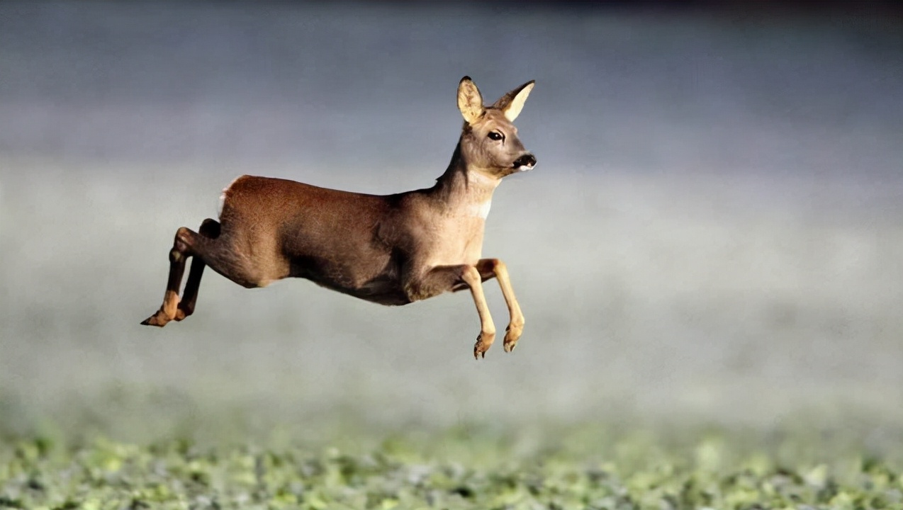为什么说傻狍子是东北第一大神兽,中国第一神兽傻狍子到底有多傻