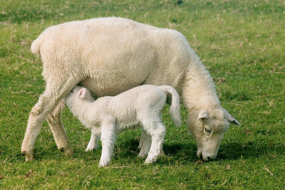 母羊产后拉稀母羊不吃食怎么办,母羊产后拉稀怎么治疗