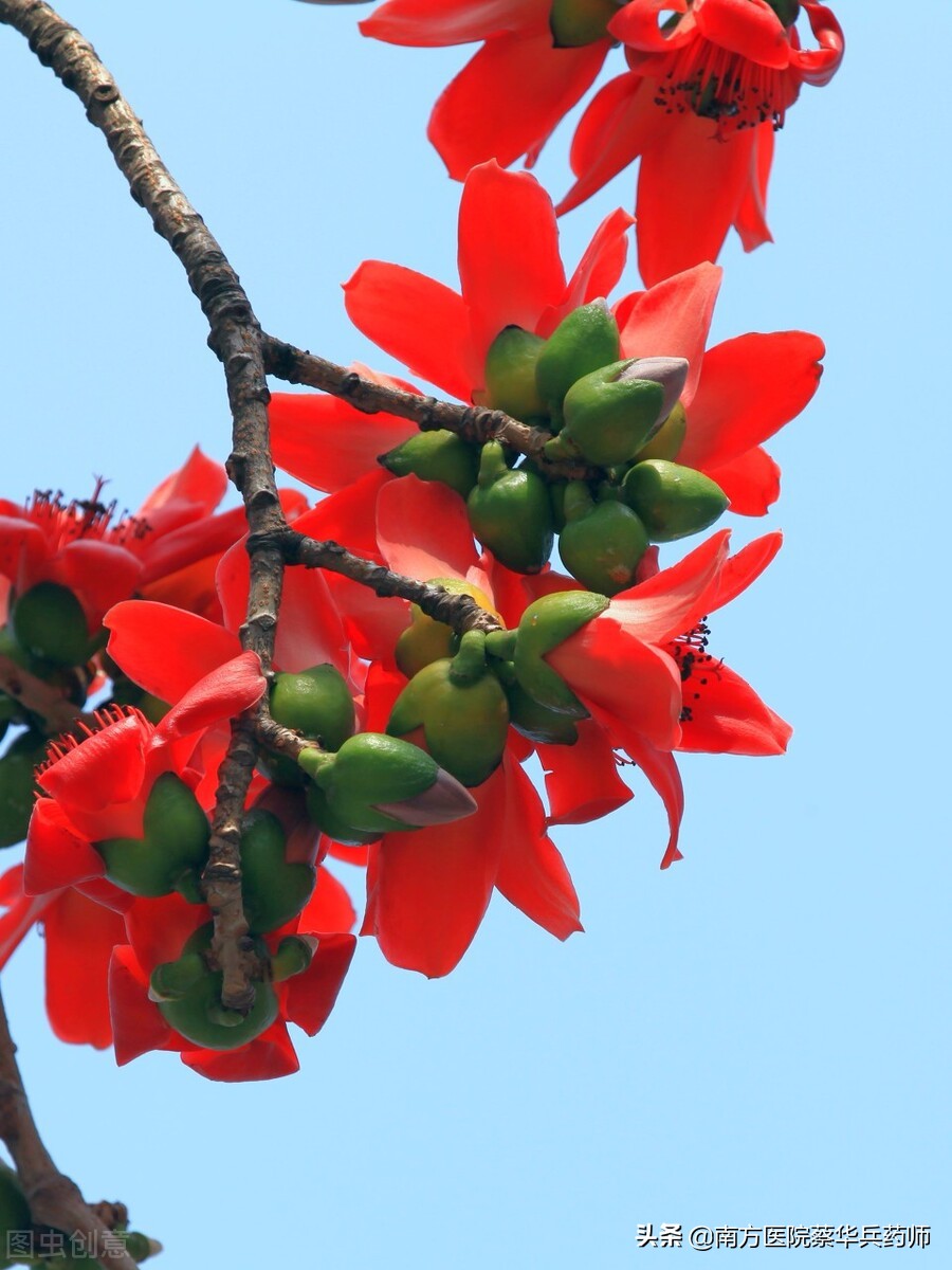 木棉花可以治痔疮吗,木棉花治痔疮什么用法