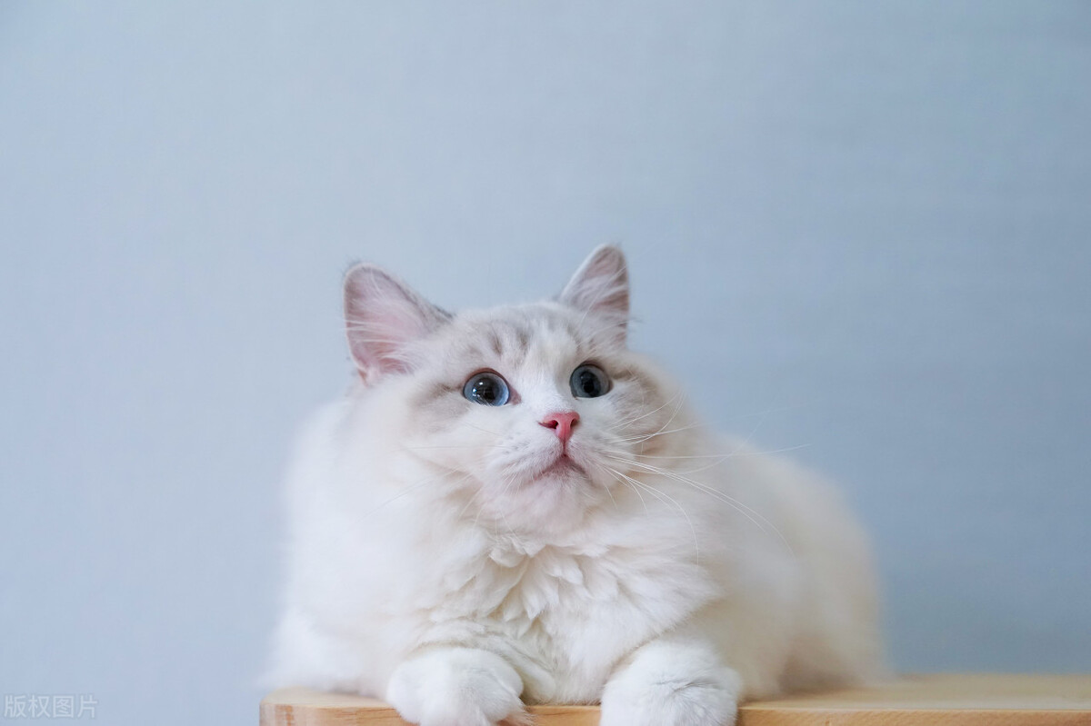 暹罗猫跟布偶,暹罗猫和布偶猫什么区别