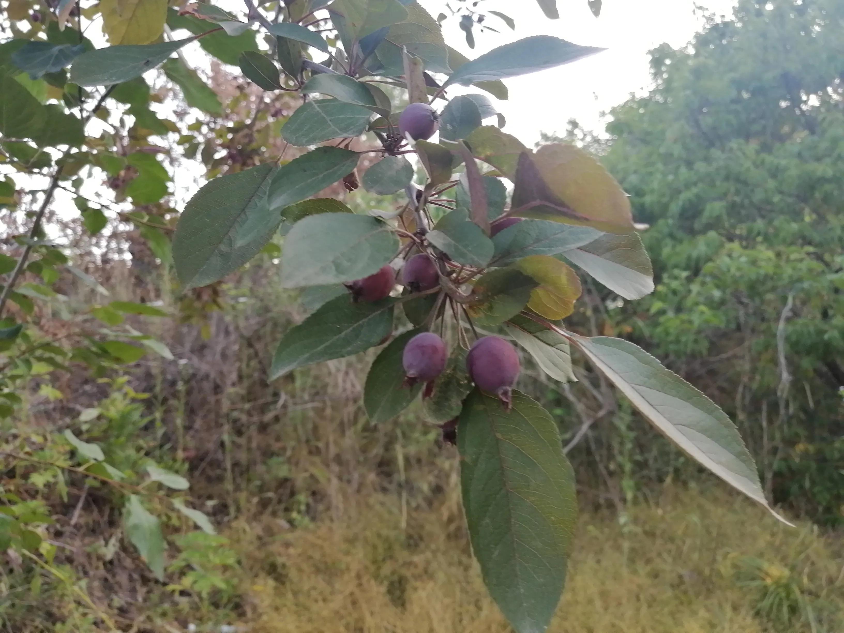 傍晚的乡村,傍晚的乡村如诗如画