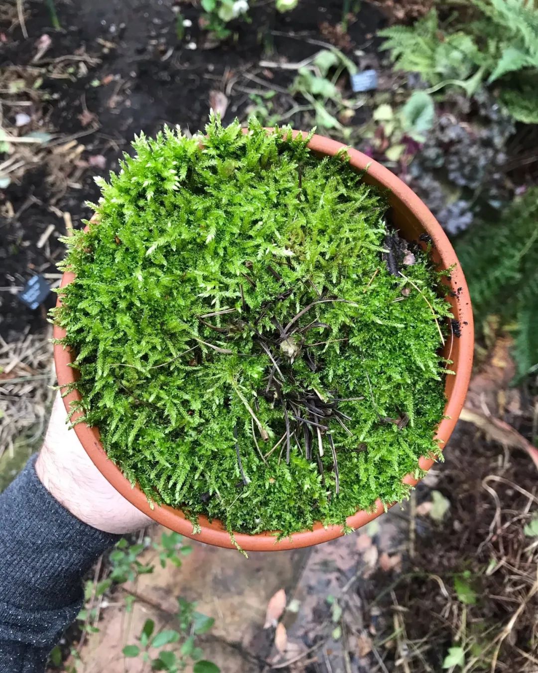 苔藓类盆栽植物怎么养,绿意苔藓