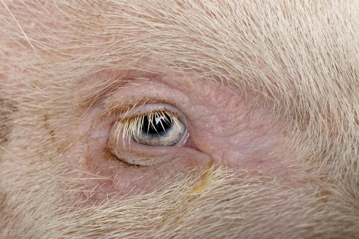 猪结膜炎,育肥猪结膜炎怎么治