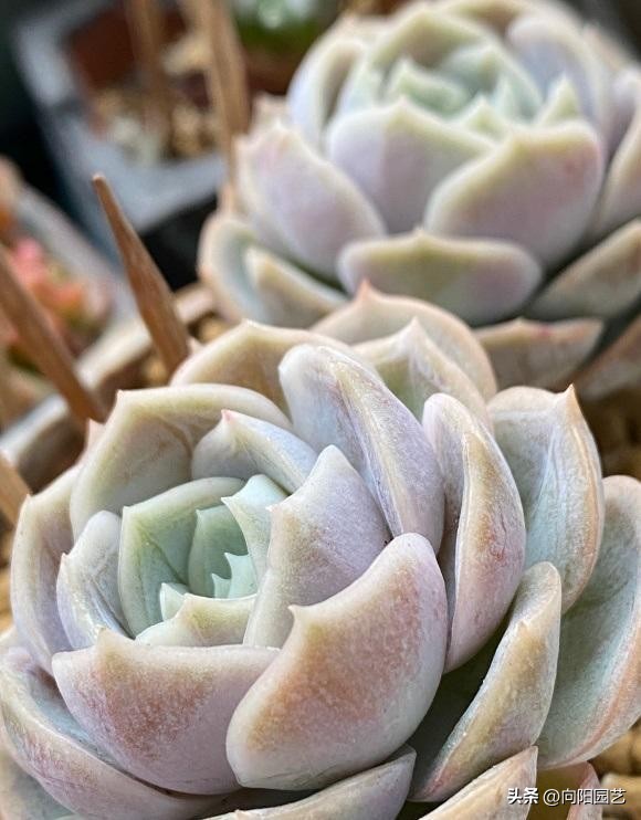 卖多肉的未必会养多肉，主播只负责售卖，管售卖，不管死活