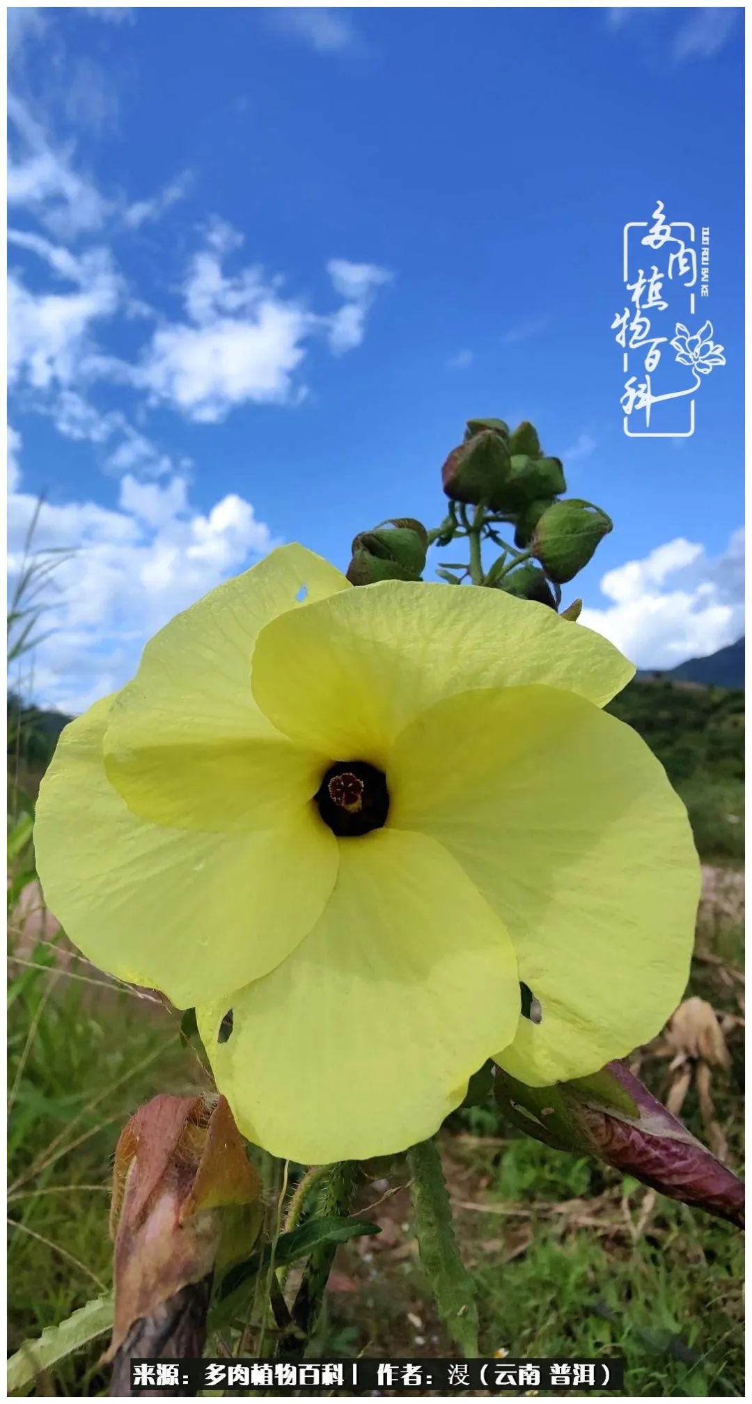 云南的冬天没有云！养肉七年，不谈得失，只论陪伴！