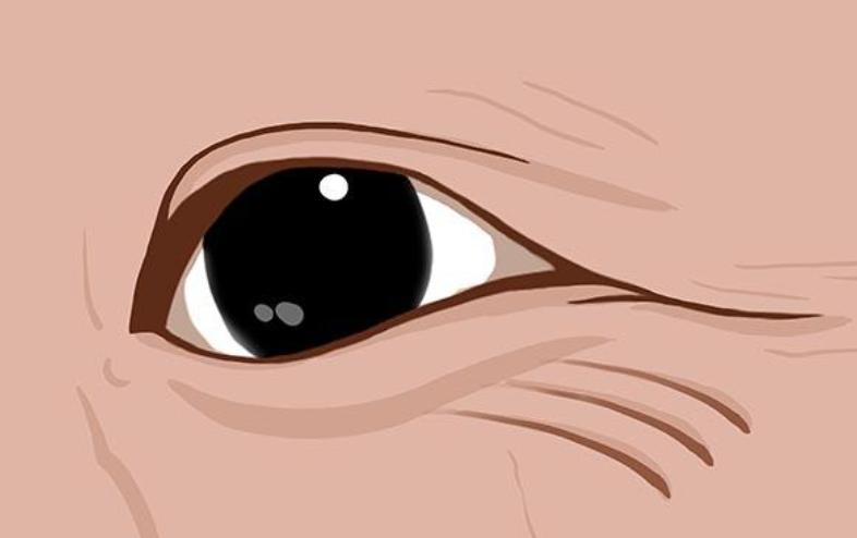 血压高危害及成因,低压高的危害和严重性