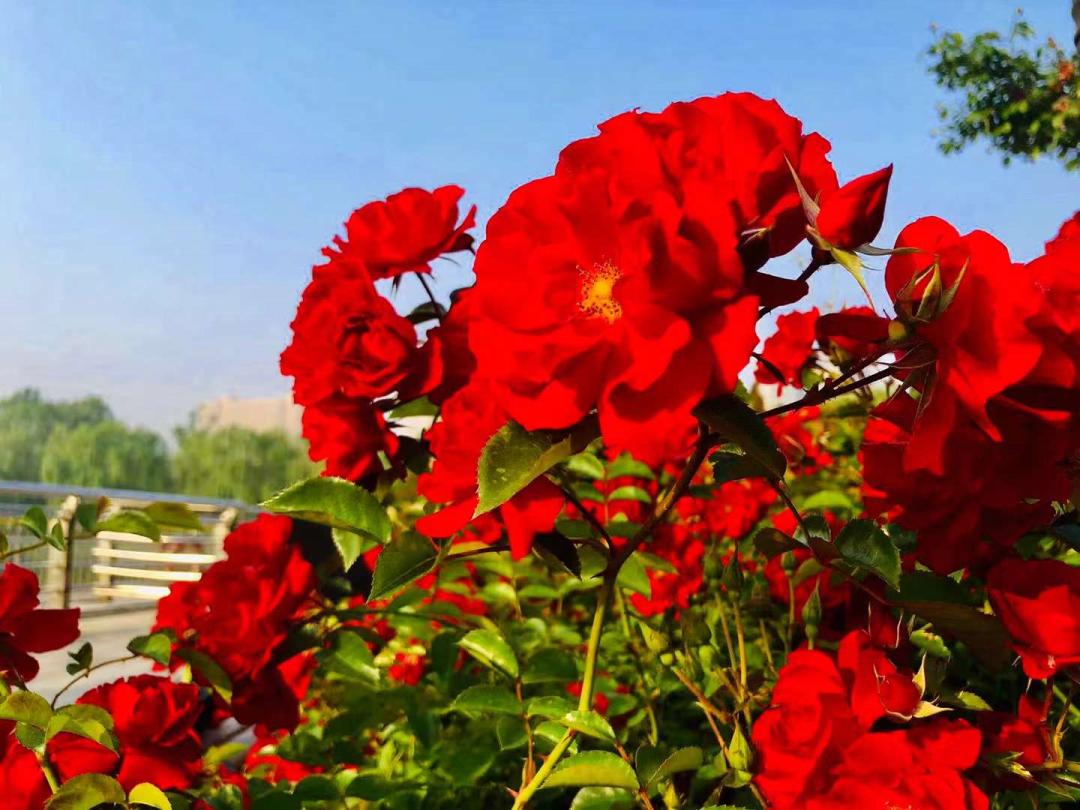 万绿丛中一抹红电影名,万绿丛中一抹红完整版