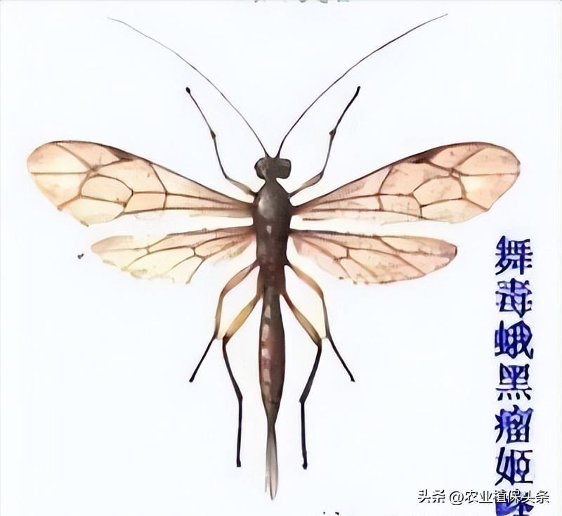 螨类害虫的农业防治措施,农业昆虫与害虫防治