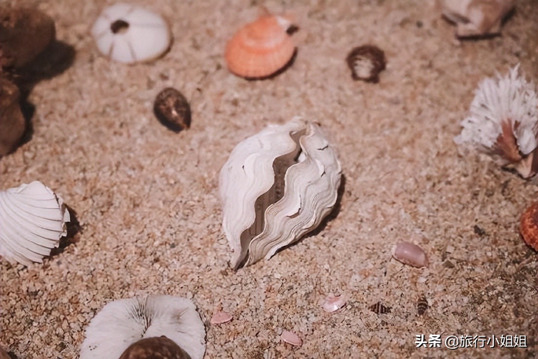 夏日海边微醺氛围感,滨城风光秀丽浪漫气息爆表