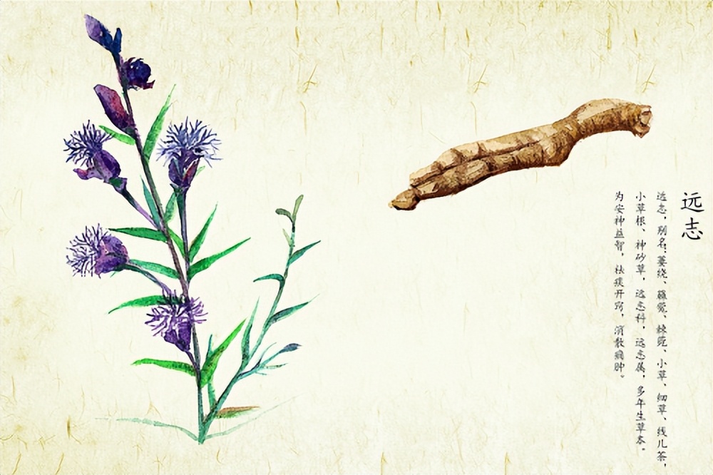 神经衰弱失眠多梦健忘吃什么中药,失眠多梦折磨人三味中药泡水喝