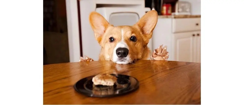 养柯基十大风险有哪些地方,养柯基十大好处和坏处