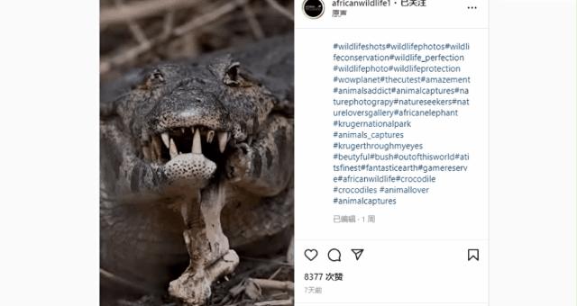 鳄鱼一口咬掉一半,鳄鱼被同类咬掉下颚