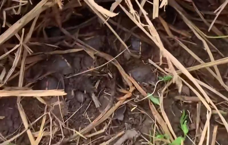 黄喉拟水龟养殖场水深标准,黄缘闭壳龟龟苗多久长大