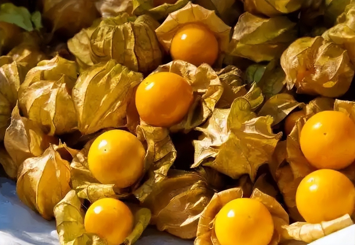 类似灯笼果的植物果实,灯笼果是什么水果品种