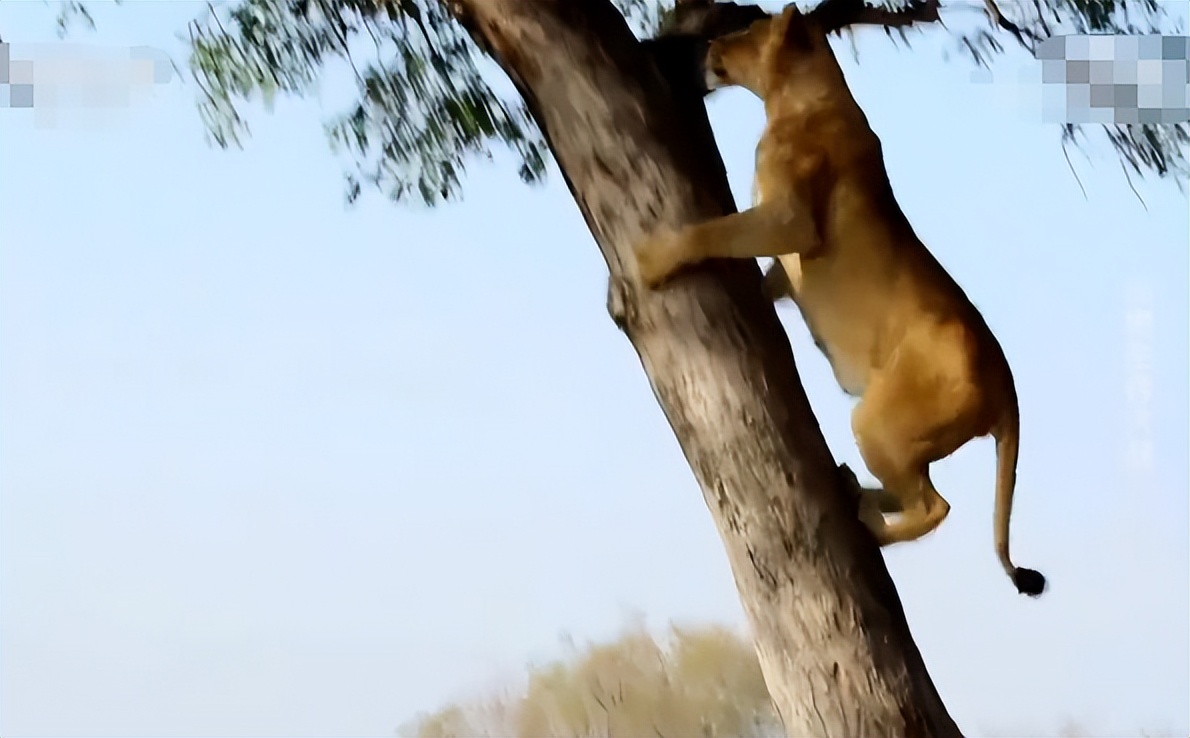 雌狮惨遭鬣狗集体围攻事件,鬣狗与母狮打架真实视频