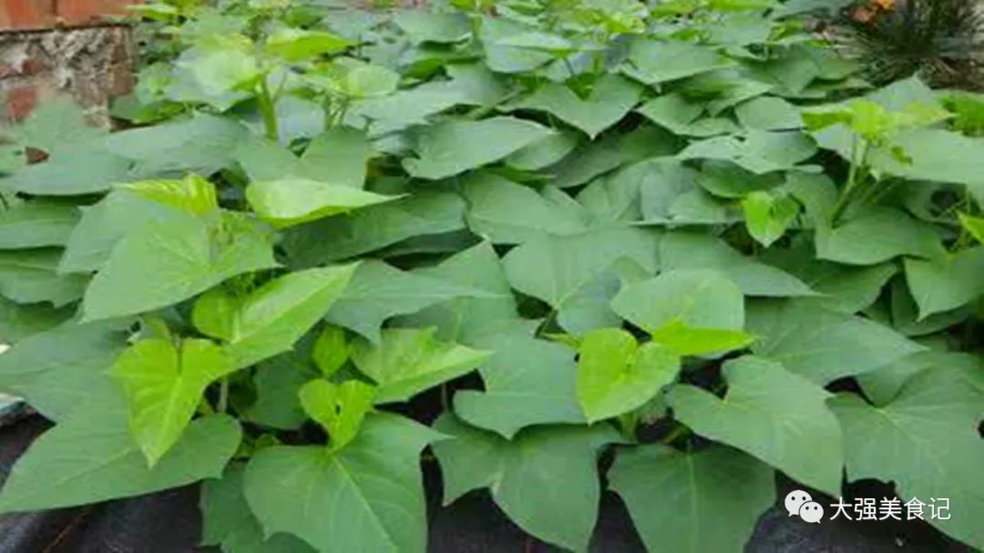 健康护眼菜,护眼视力最好的菜