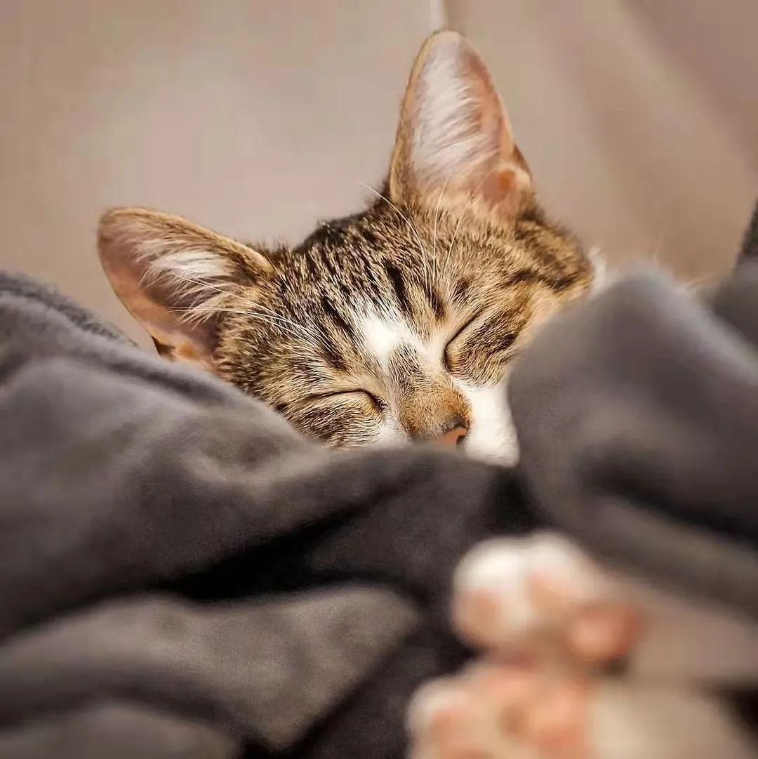 猫得了脓皮病怎么治疗,猫脓皮症要不要把脓包挤破