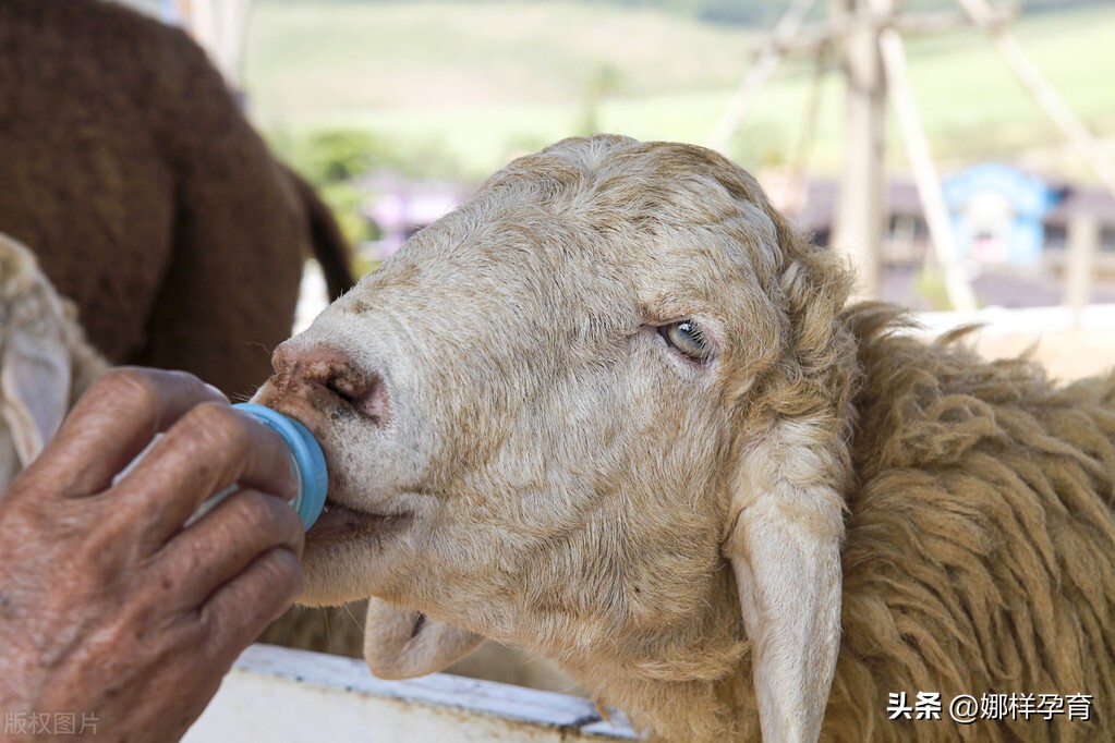 佳贝艾特羊奶粉悦白跟悦护的区别,雅慧羊奶粉和佳贝艾特哪个好
