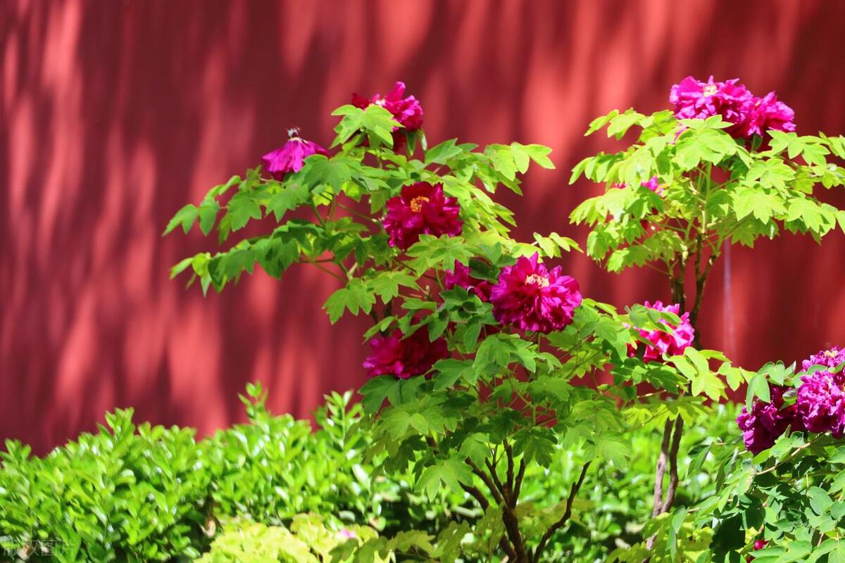 人间最美五月天春季赏樱正当时,5月北京三大赏花公园